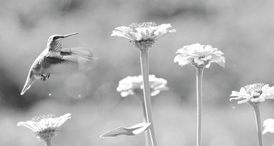 Nectar Black and White Photograph by Steve McKinzie