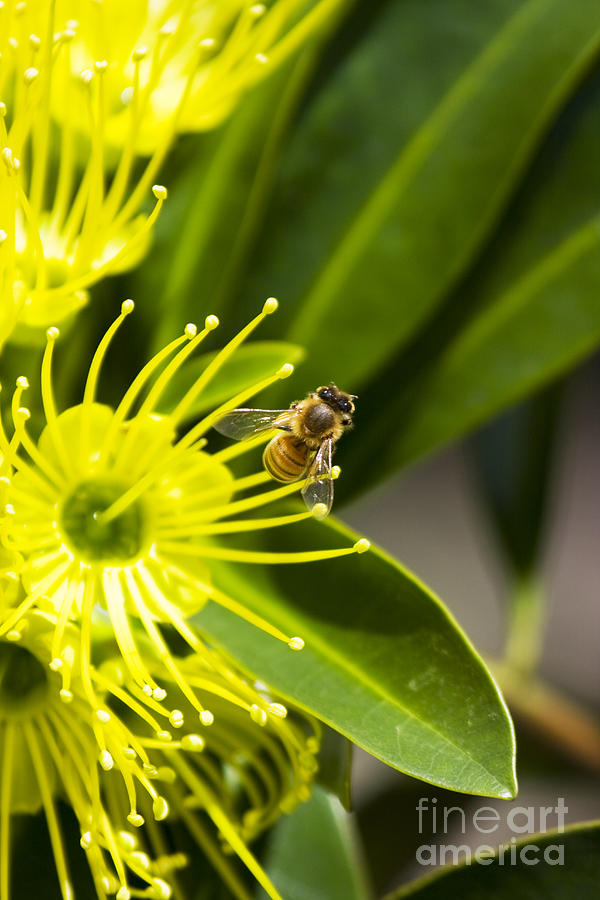 Nectar Bloom Photograph