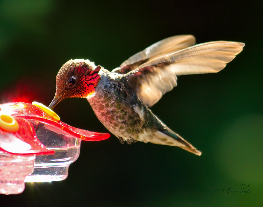 Annas Hummingbird At Feeder Photograph