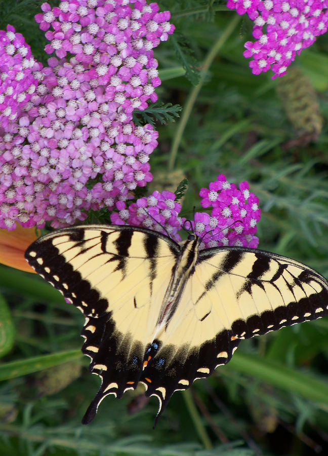 Nectar Break Photograph by Sandy Collier