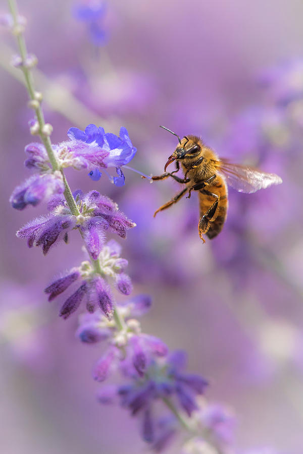Nectar Collector Photograph by Gary Kochel