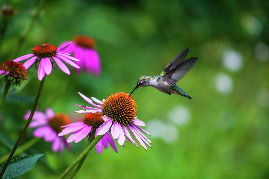 Hummingbird Photograph - Nectar by Dominique Robinson