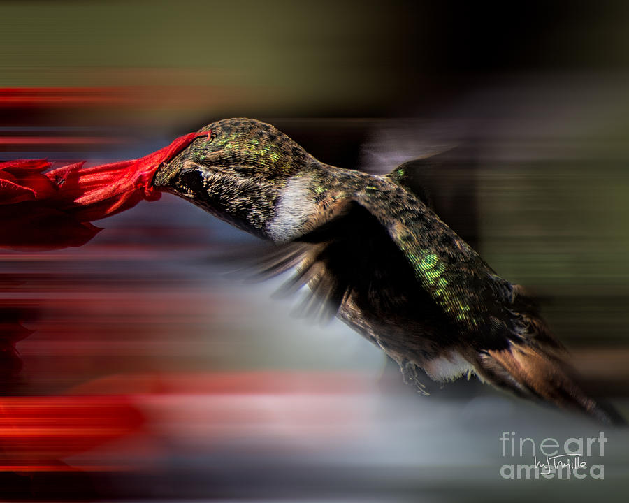 Hummingbird Photograph - Nectar Essence by Maria Trujillo