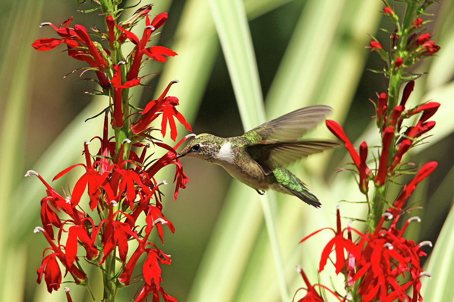 Nectar For Hummingbirds Photograph by Debbie Oppermann