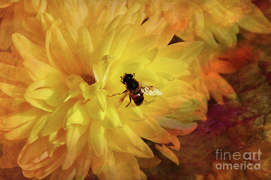 Flower Photograph - Nectar for Life by Elaine Manley