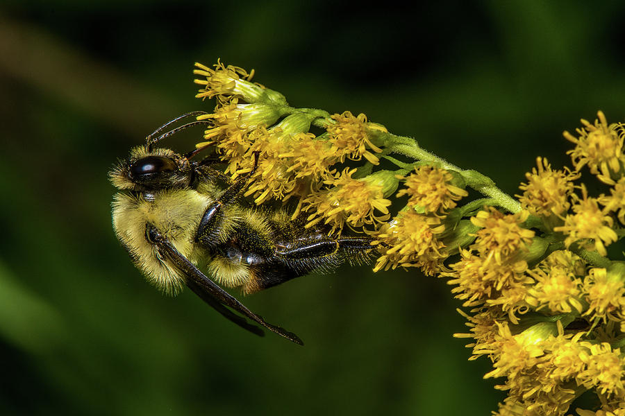 Nectar Gatherer Photograph by Paul Freidlund
