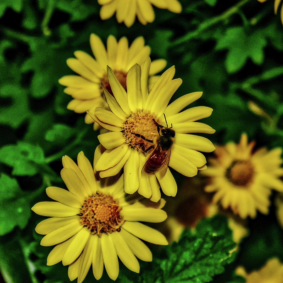 Nectar Gathering by Donna Lee Nectar Gathering by Donna Lee