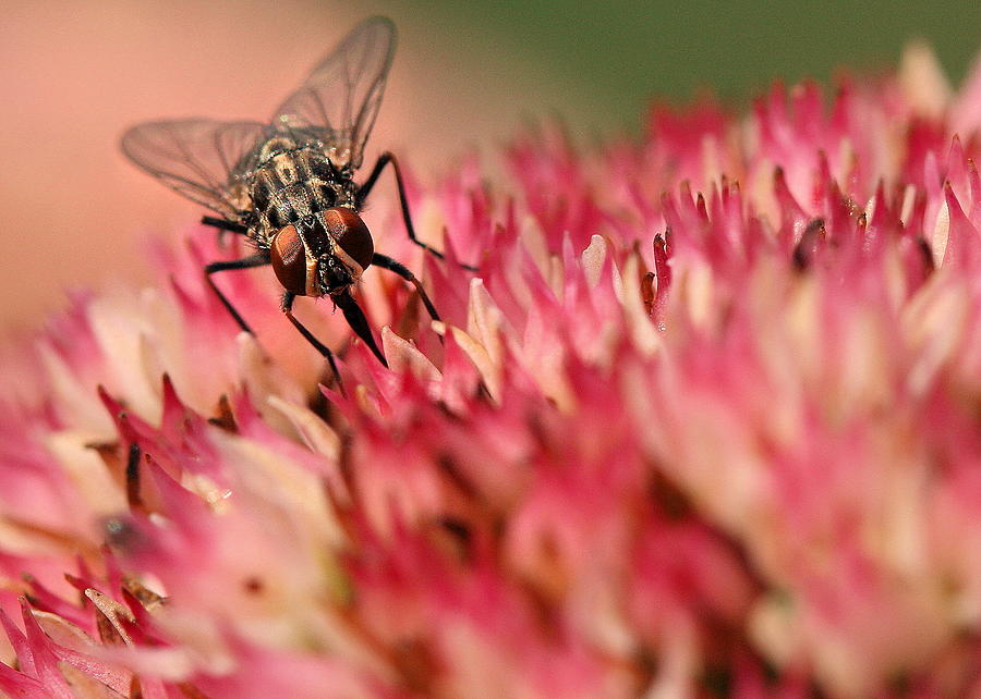 Nectar Hunt Photograph by Angela Rath