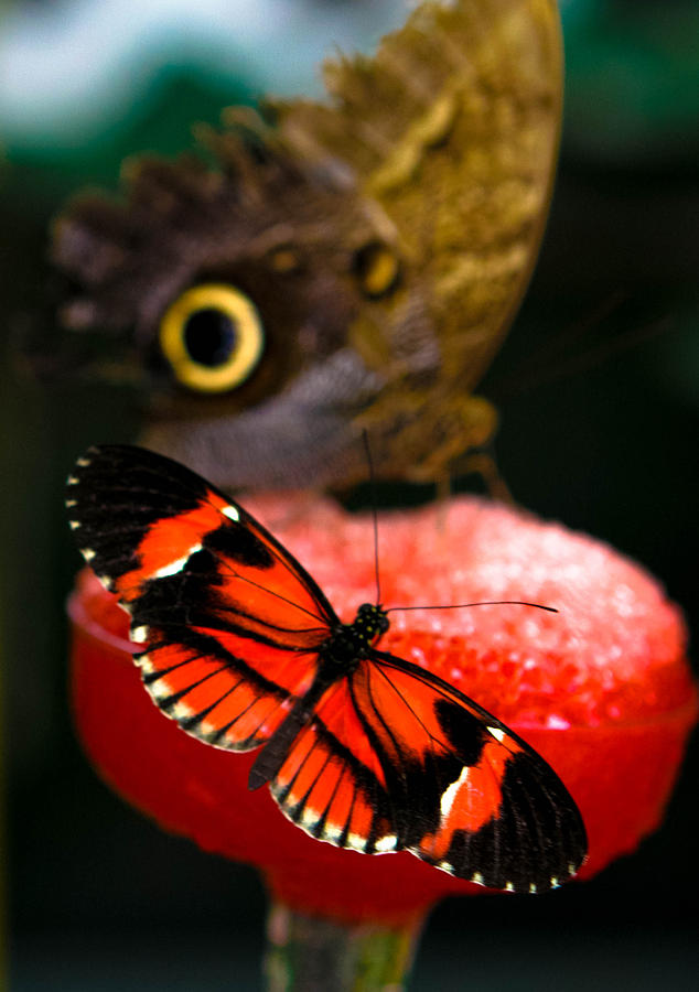 Nectar Shared Photograph by Artsy Gypsy
