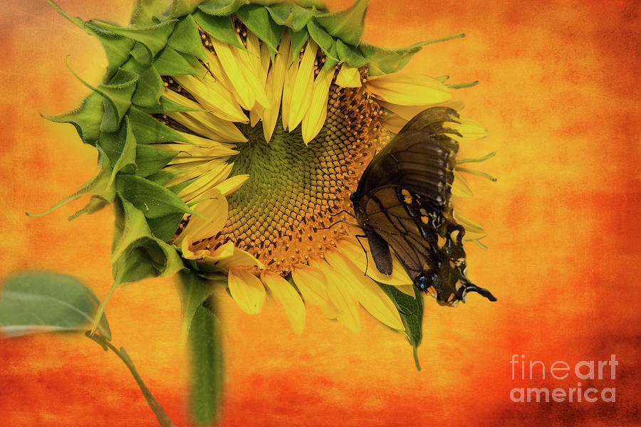 Sunflower Photograph - Nectar Time by Geraldine DeBoer