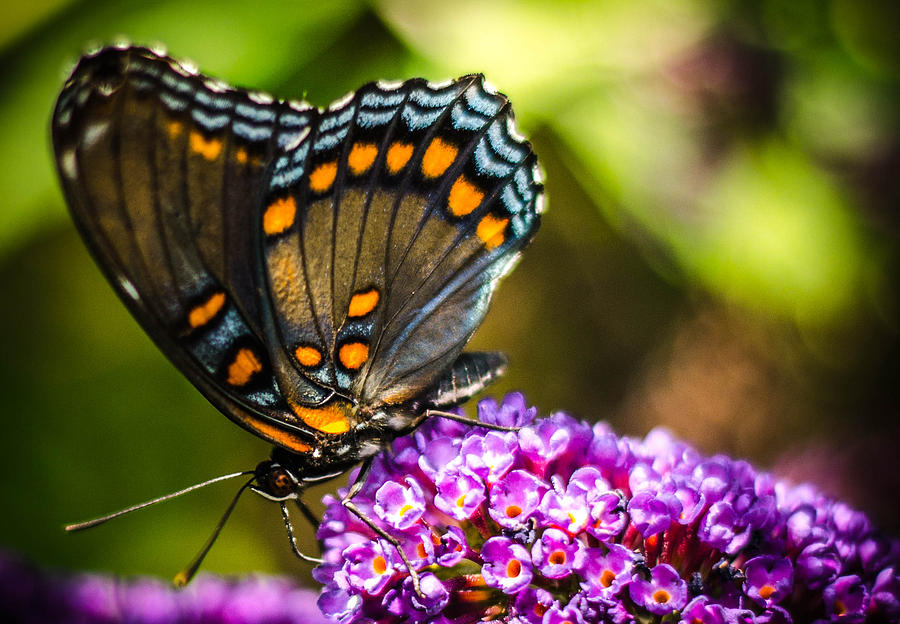 Butterfly beauty  Photograph by Bruce Pritchett