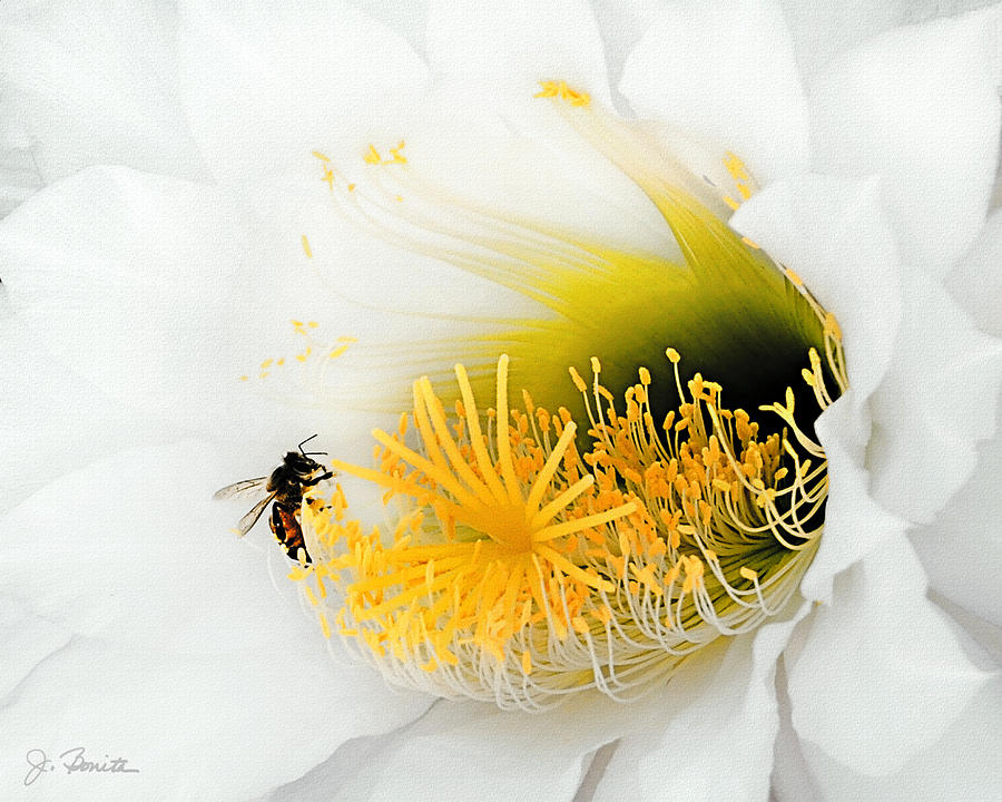 Nectar With a Side of Pollen Photograph by Joe Bonita