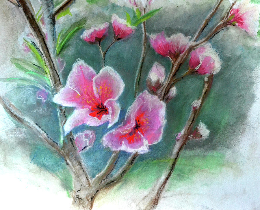Nectarine Blossoms I Pastel by Olga Kaczmar