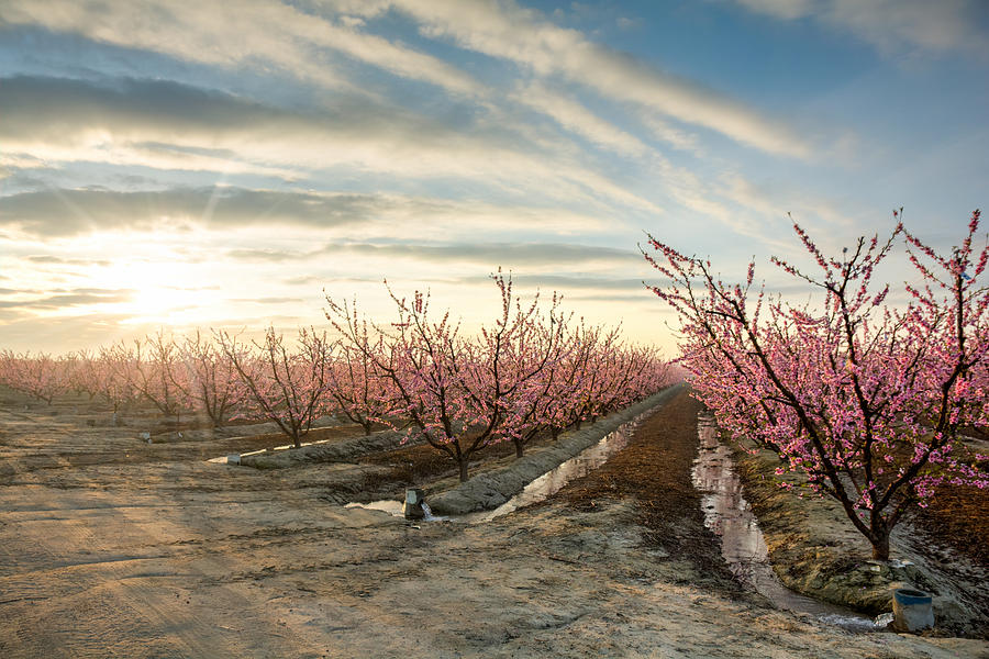 Nectarine Blossoms Photograph by Joan Baker