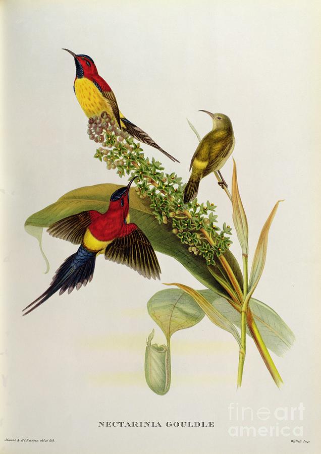 From Painting - Nectarinia Gouldae by John Gould