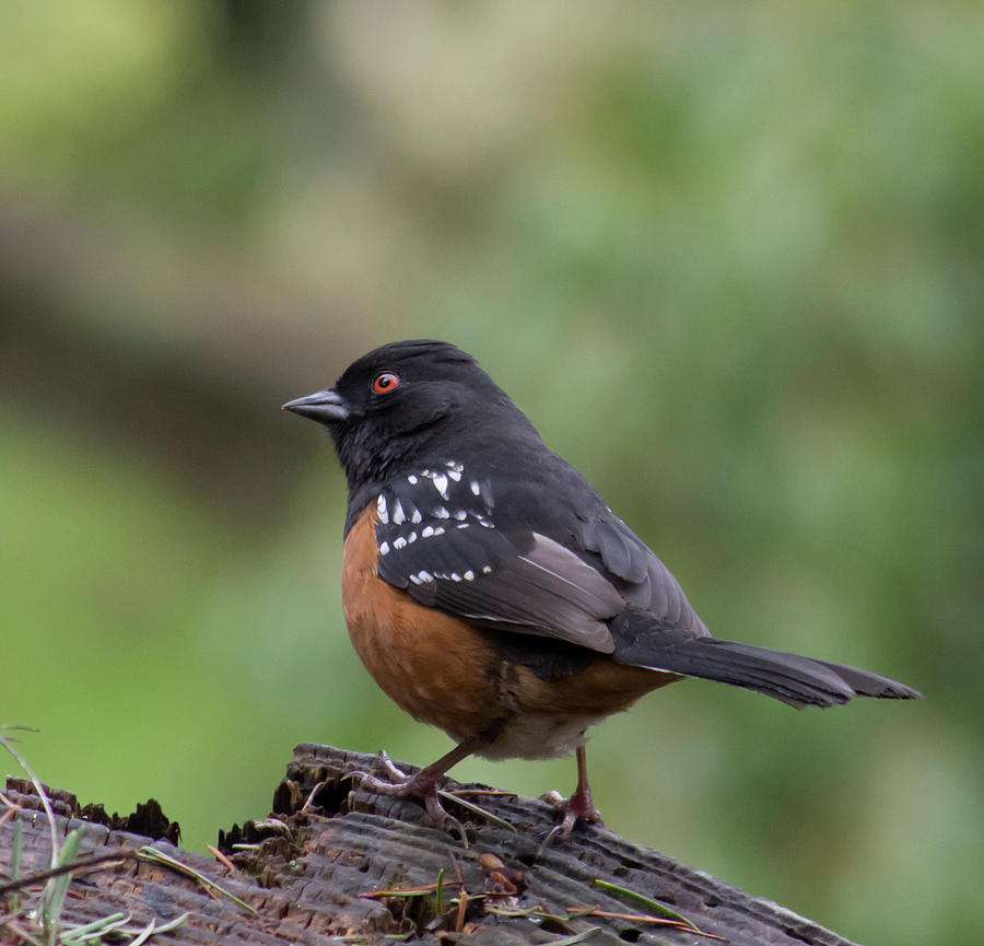 Spotted Towhee #2 Photograph by Marilyn Wilson