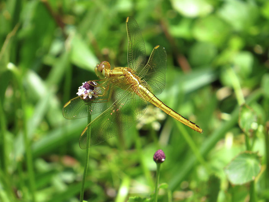 Needhams Skimmer Dragonfly on Matchweed Wildflower Photograph by Jill Nightingale
