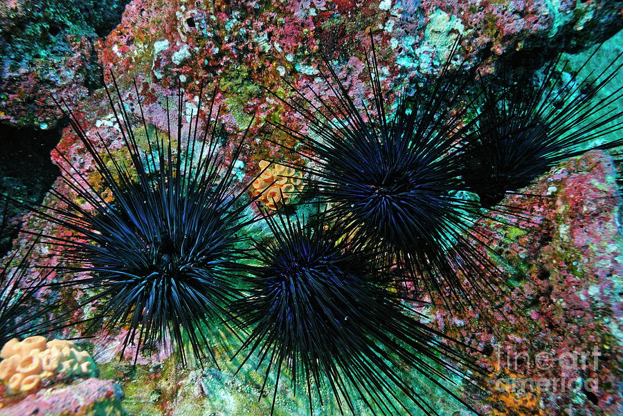 Needle Sea Urchin Photograph by Sami Sarkis