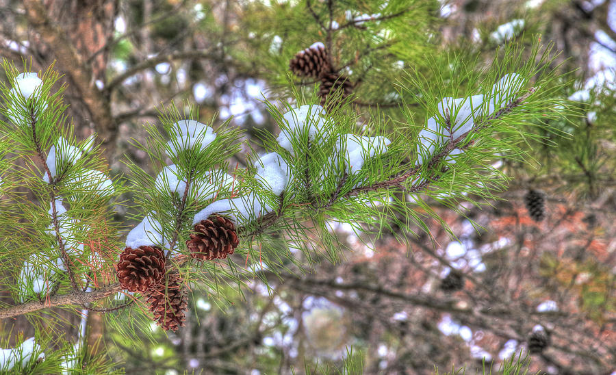 Needles and Cones Photograph by J Laughlin
