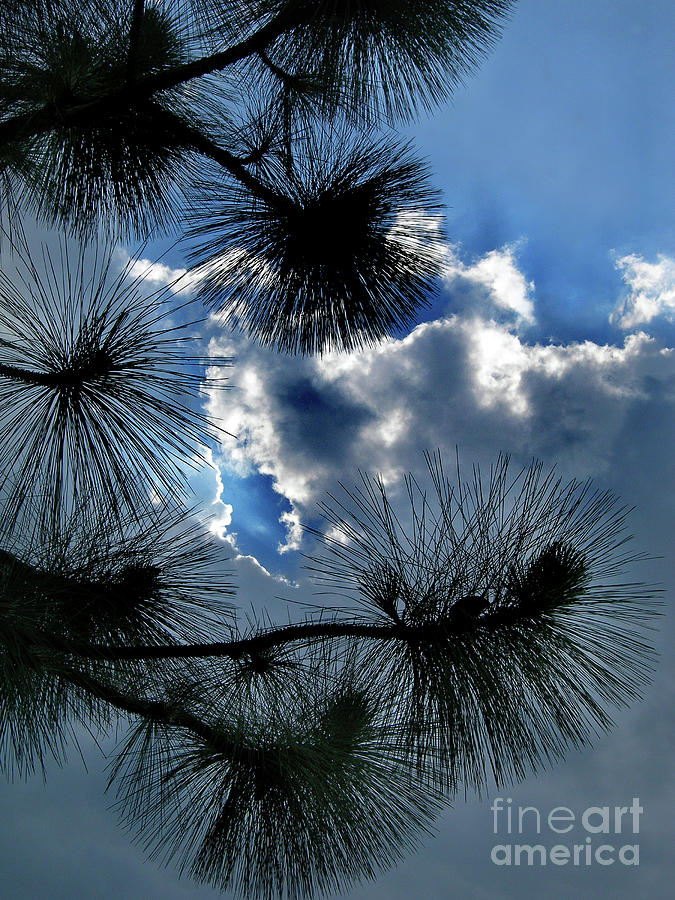 Needles In The Clouds Photograph by Skip Willits