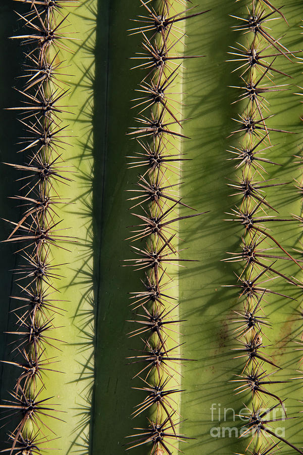 Needles of the Saguaro Photograph by Bob Phillips