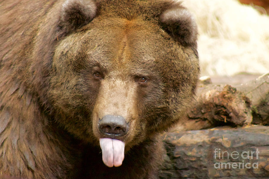 Grizzly Bear Photograph - Neener-neener by Sean Griffin