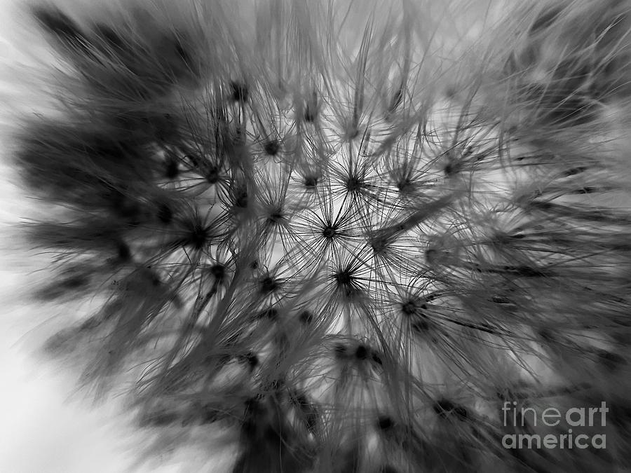 Flower Photograph - Negative Dandelion by Robert Coon Jr