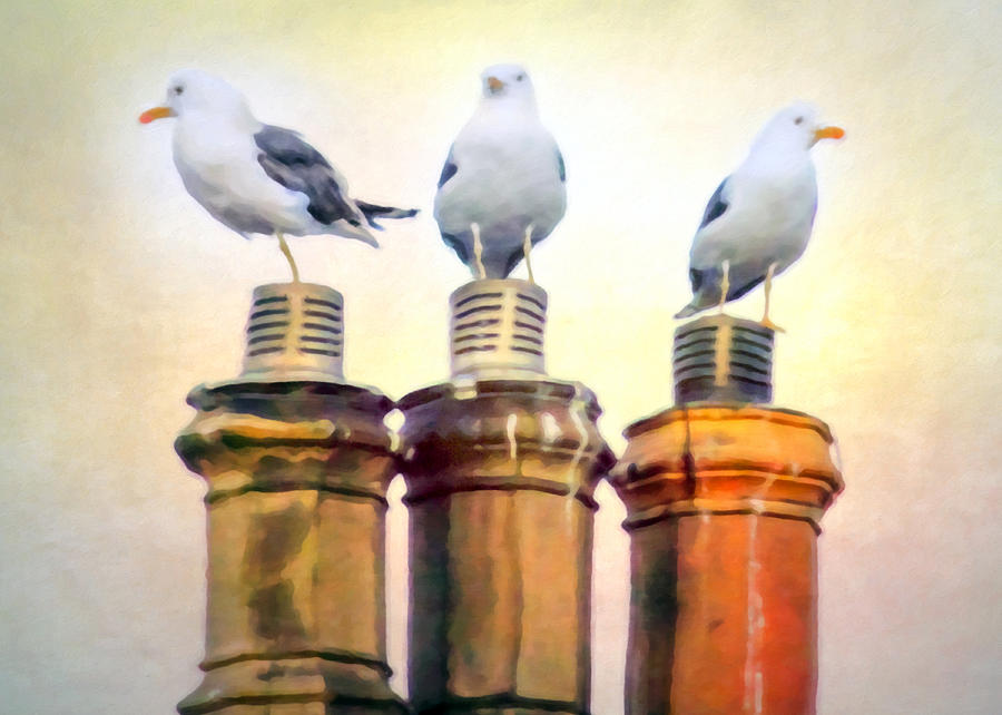 Seagull Photograph - Neighborhood Watch by Hal Halli