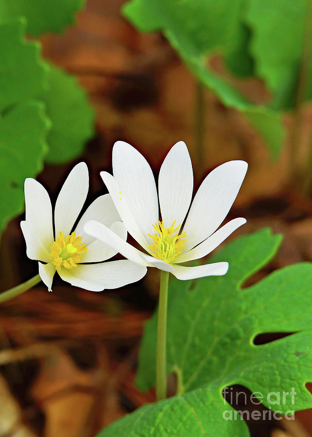 Spring Photograph - Neighboring Bloodroot, wildflower by Robin Clifton