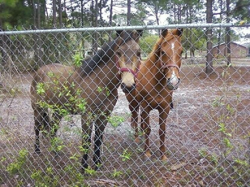 Neighboring horses Photograph by Michelle Powell
