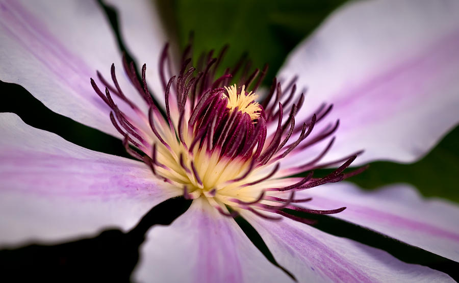 Nellie Moser Clematis Photograph