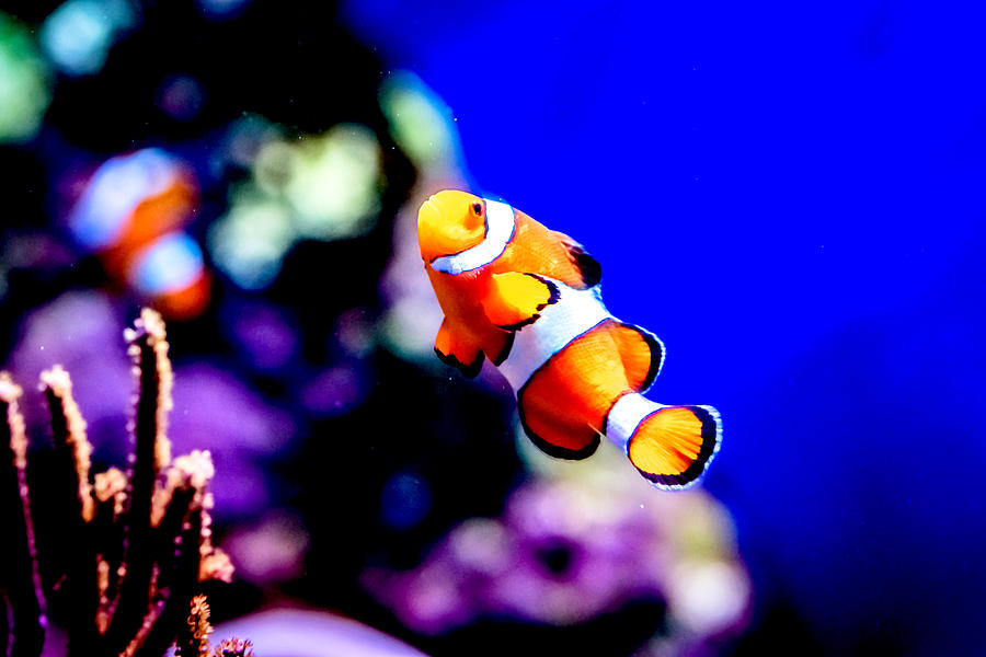 Nemo Photograph by Jijo George - Fine Art America