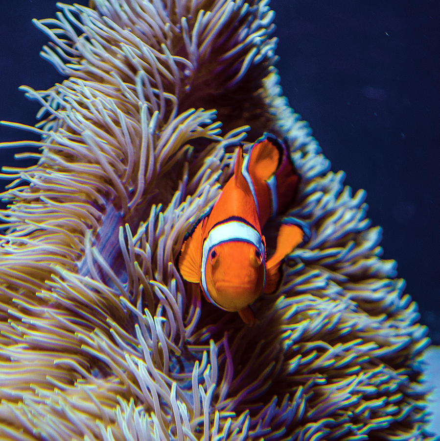 Nemo Photograph by William Bitman