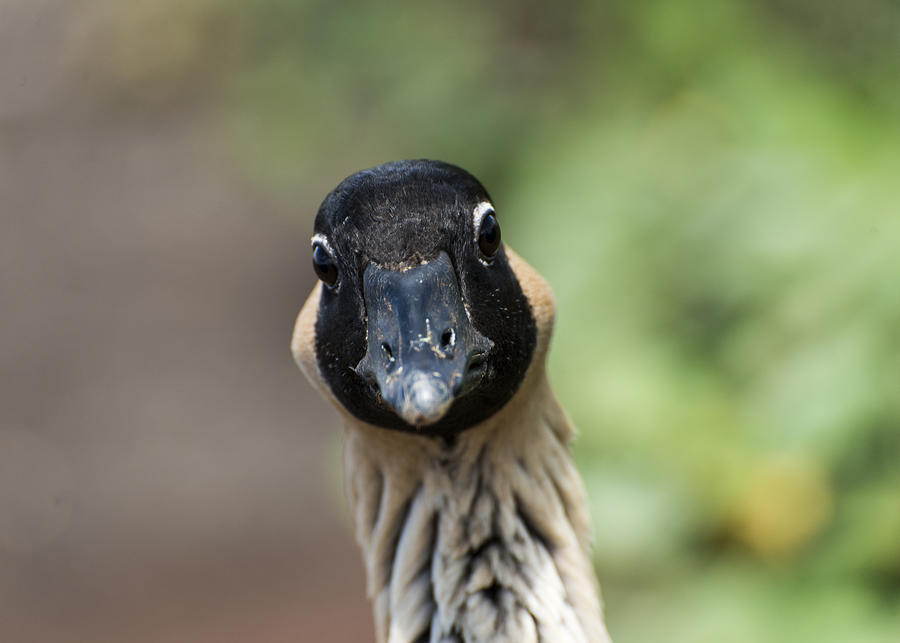 Nene Cheeky Goose Photograph by Robert Potts