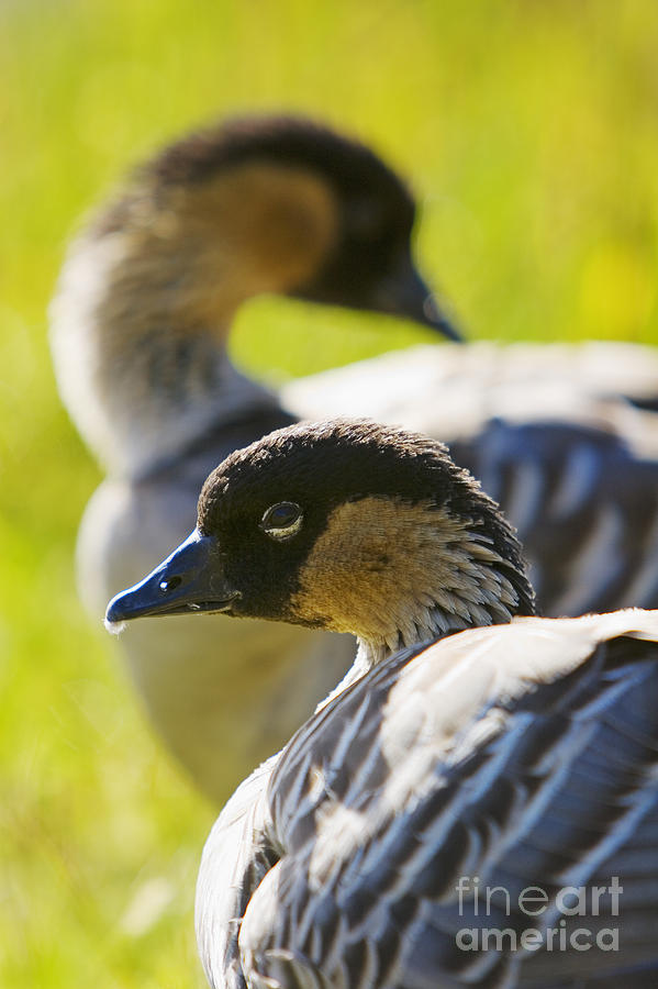 Nene Geese Photograph by Ron Dahlquist - Printscapes