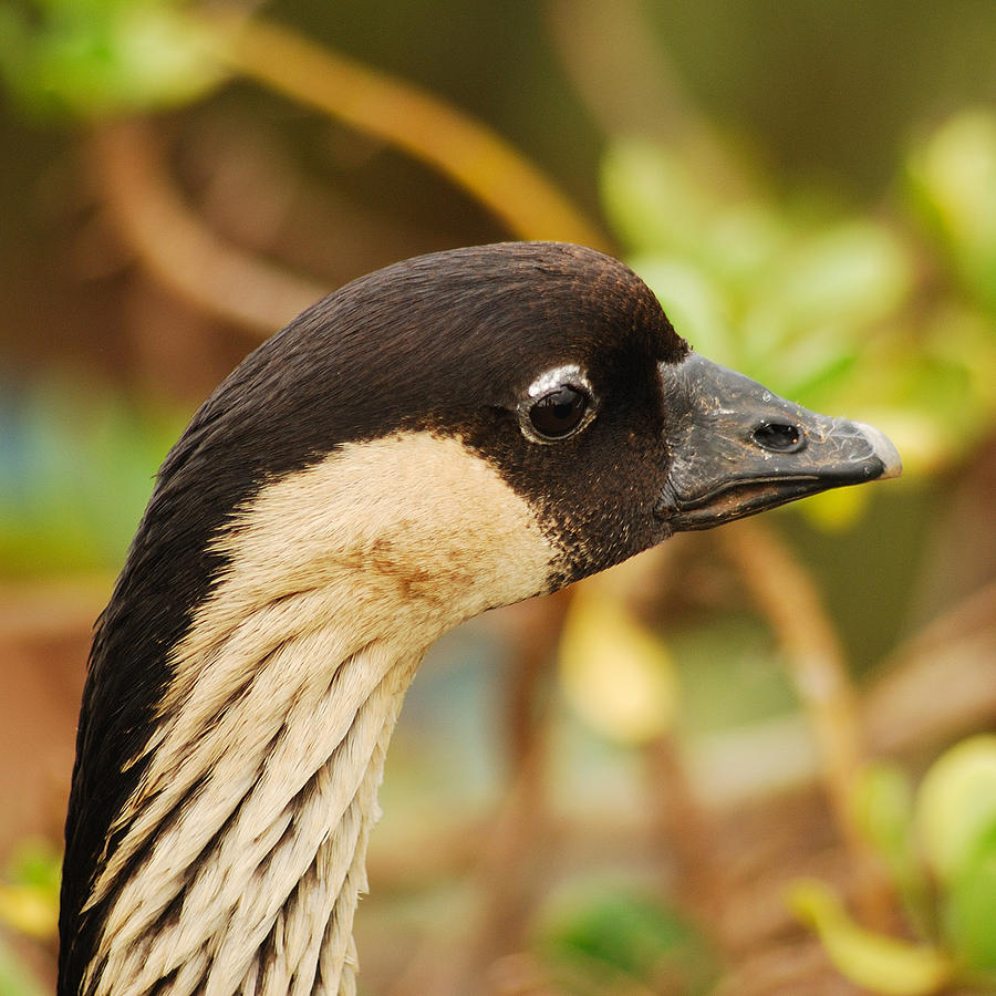 Nene Goose worlds rarest goose Photograph by Michael Peychich