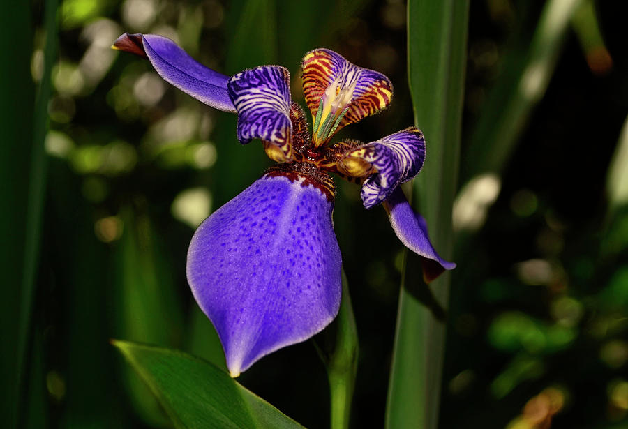 Iris Photograph - Neomarica caerulea - Giant Apostles Iris 015 by George Bo...