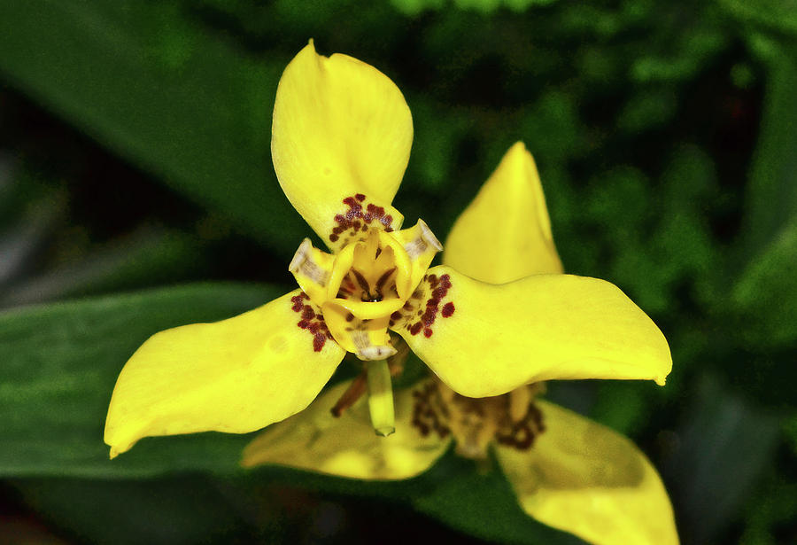 Neomarica longifolia - Yellow Walking Iris 001 Photograph by George Bostian