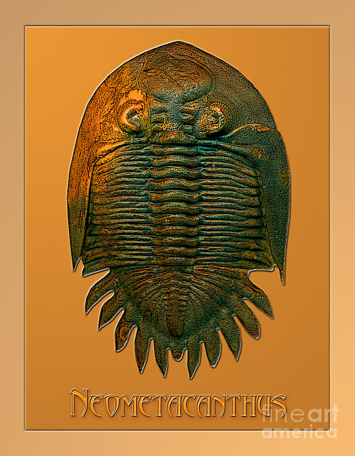 Neometacanthus fossil trilobite Photograph by Melissa A Benson