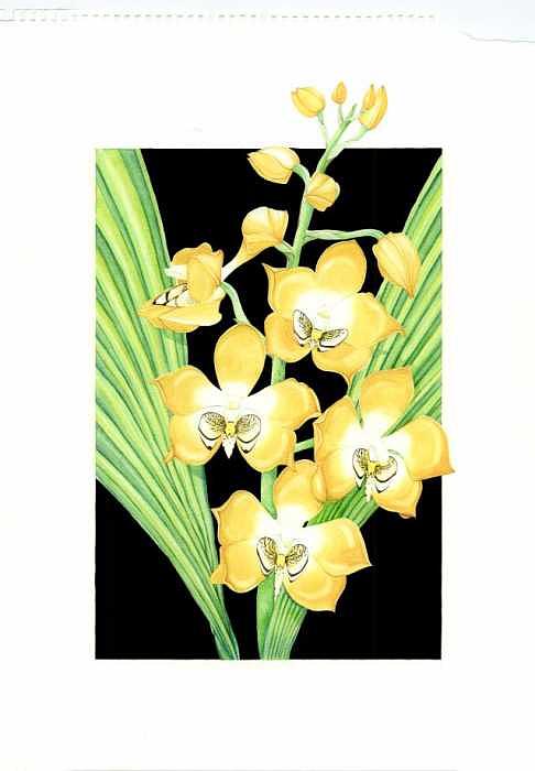 Orchid Painting - Neomoorea irrorata by Darren James Sturrock Orchid Painting - Neomoorea irrorata by Darren James Sturrock