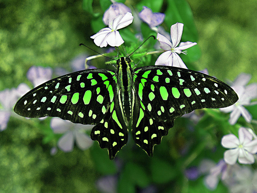 Neon --- Tailed Jay Butterfly Photograph by Bob Johnson