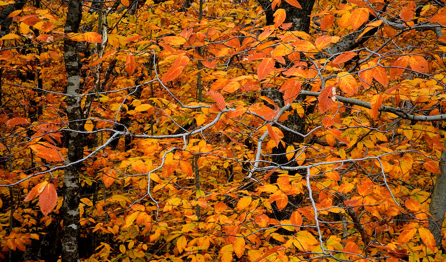 Neon Beech Trees Photograph by Irwin Barrett - Fine Art America