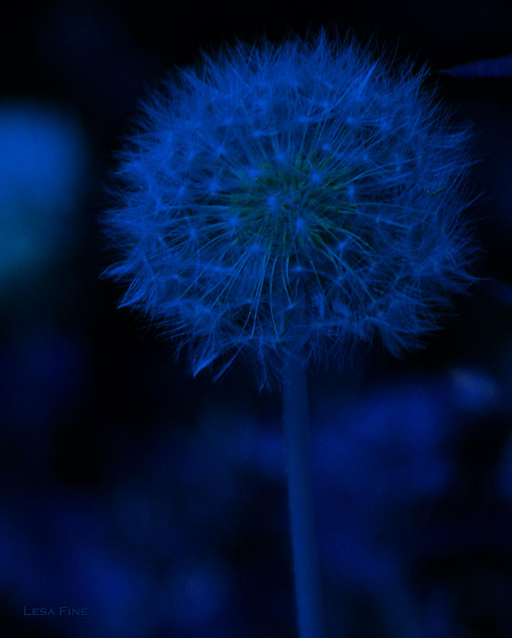 Neon Blue Dandolion Photograph by Lesa Fine
