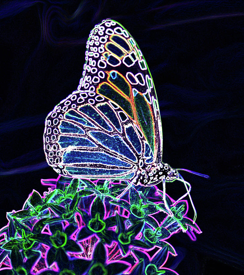 Neon Butterfly  Photograph by Betty LaRue