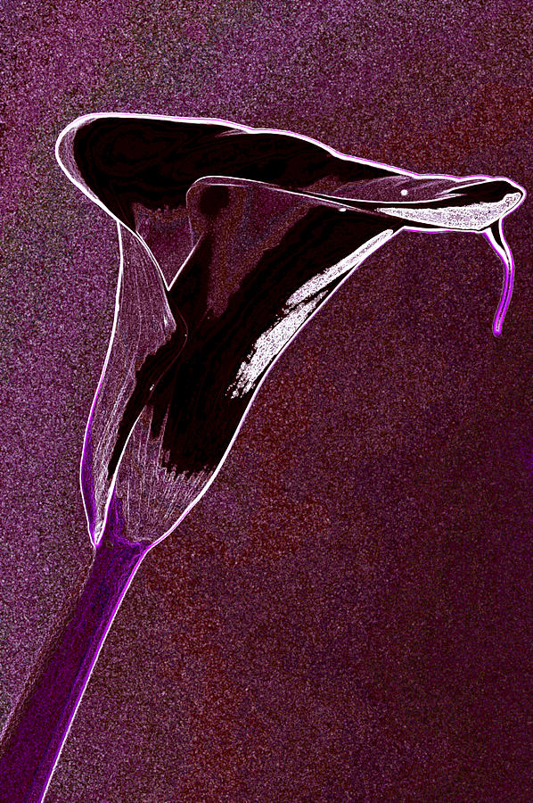Neon Calla lilly 2 Photograph by Gary Brandes