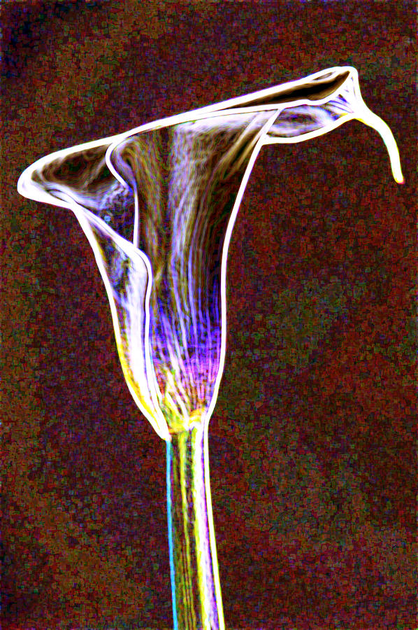 Neon calla lilly 3 Photograph by Gary Brandes