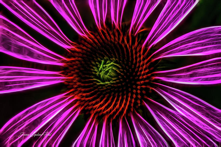 Neon Cornflower Photograph by Joann Copeland-Paul