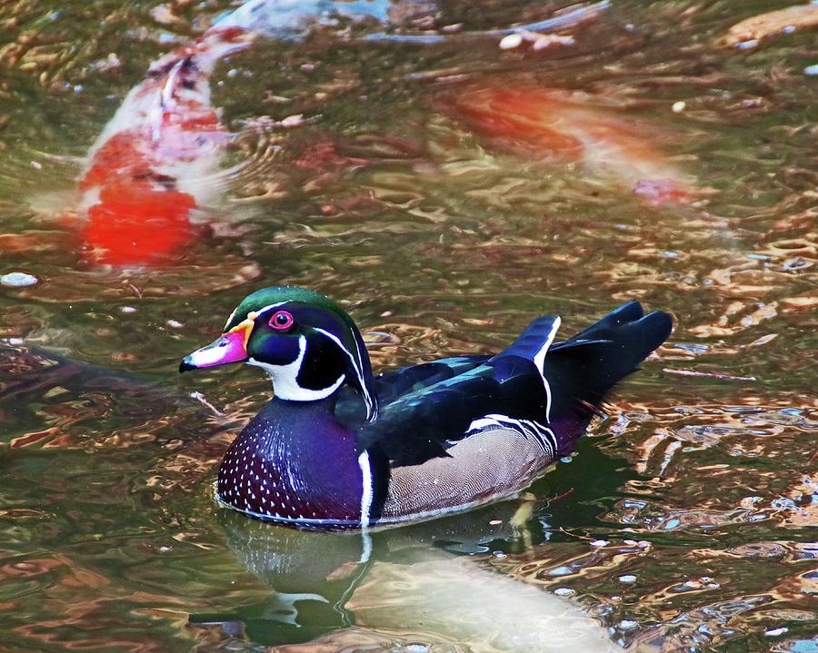 Neon Duck Photograph by Jesse Coulson
