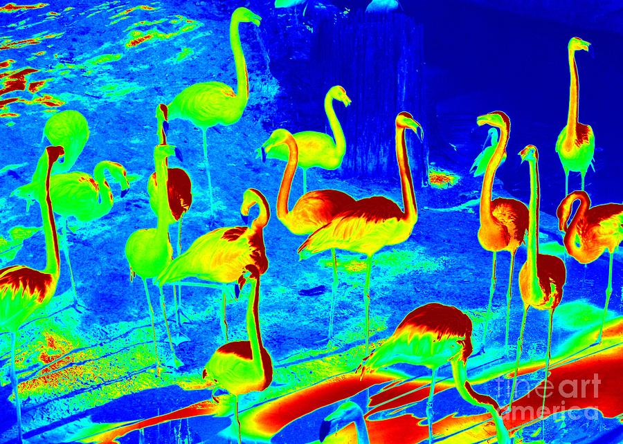 Neon Flamingos Photograph by Carol Groenen