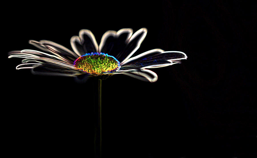 Neon Flower Photograph by Bob Cournoyer
